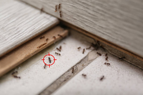 Best Mosquito Control Services  in Macclenny, FL